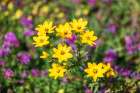 Ethiopia. Amhara. Yellow wildflowers in the Ethiopian highlands. Art Print